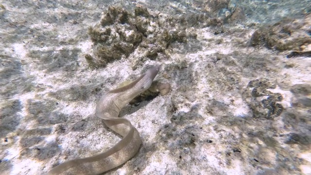 在新喀里多尼亚松树岛的天然游泳池泻湖的水下镜头。游客们在清澈的蓝色海水中浮潜。法语叫“鱼”。视频素材