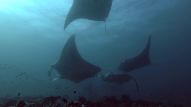 一群礁蝠鲼(Mobula alfredi, Manta alfredi)在水下游泳，印度洋，马尔代夫视频素材