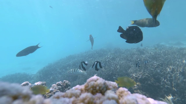 在新喀里多尼亚松树岛的天然游泳池泻湖的水下镜头。游客们在清澈的蓝色海水中浮潜。法语叫“鱼”。视频素材