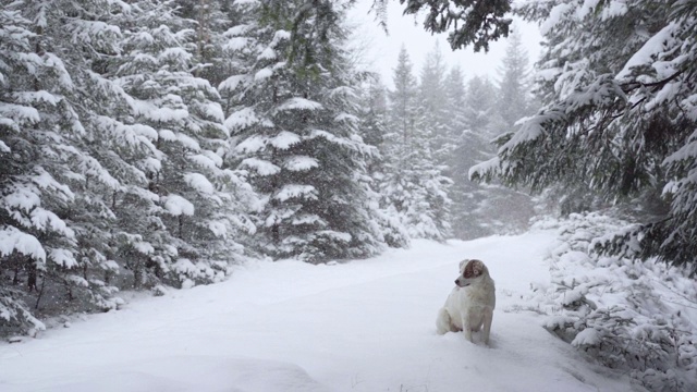 狗喜欢冬天森林里的新雪视频素材