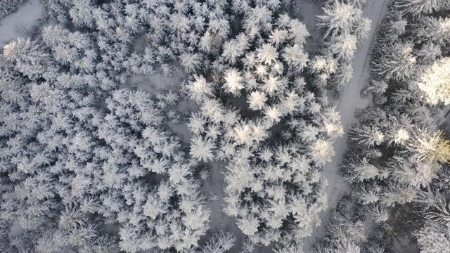 鸟瞰图冰冻森林与积雪覆盖的树木在冬天。飞越冬季森林，俯视图视频素材