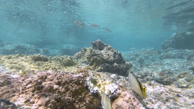 在新喀里多尼亚松树岛的天然游泳池泻湖的水下镜头。游客们在清澈的蓝色海水中浮潜。法语叫“鱼”。视频素材