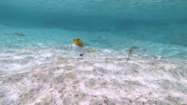 在新喀里多尼亚松树岛的天然游泳池泻湖的水下镜头。游客们在清澈的蓝色海水中浮潜。法语叫“鱼”。视频素材