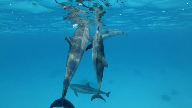 一群幼年海豚在蓝色的水面下玩耍。飞旋海豚(Stenella longirostris)，水下拍摄，红海，萨塔亚礁(海豚屋)，马萨阿拉姆，埃及，非洲视频素材