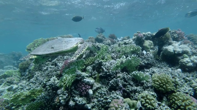 海龟游过水面下的珊瑚礁。玳瑁海龟(Eretmochelys imbricata)水下射击。红海，阿布达布，马萨阿拉姆，埃及，非洲视频素材