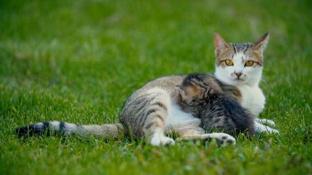 小猫在吸妈妈的奶视频素材