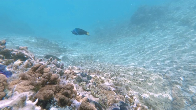 在新喀里多尼亚松树岛的天然游泳池泻湖的水下镜头。游客们在清澈的蓝色海水中浮潜。法语叫“鱼”。视频素材