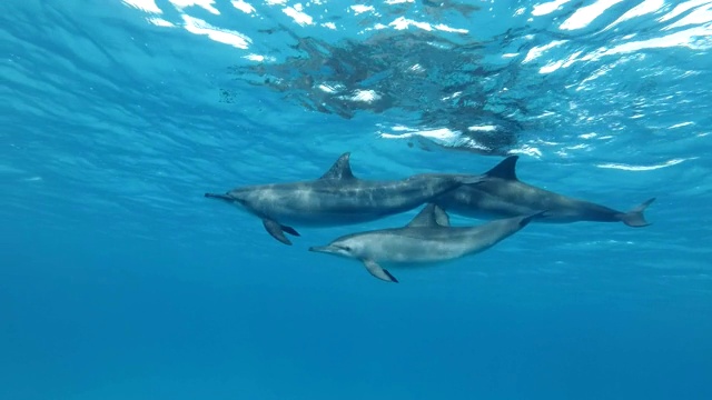 三只海豚一家在水面下游泳。飞旋海豚(Stenella longirostris)，水下拍摄。红海，萨塔亚礁(海豚屋)，马萨阿拉姆，埃及，非洲视频素材