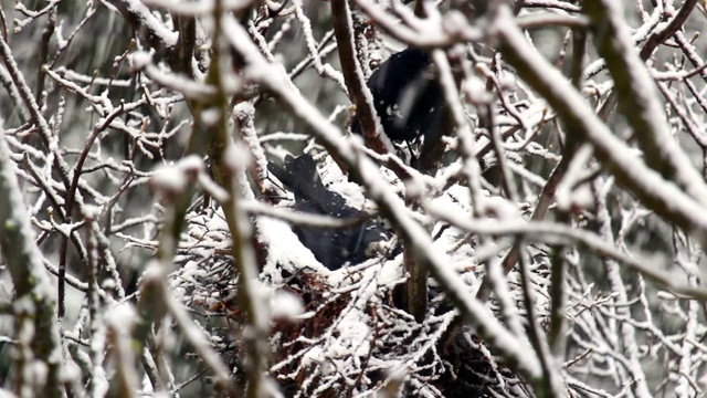 两只乌鸦在大雪纷飞的冬天筑巢视频素材