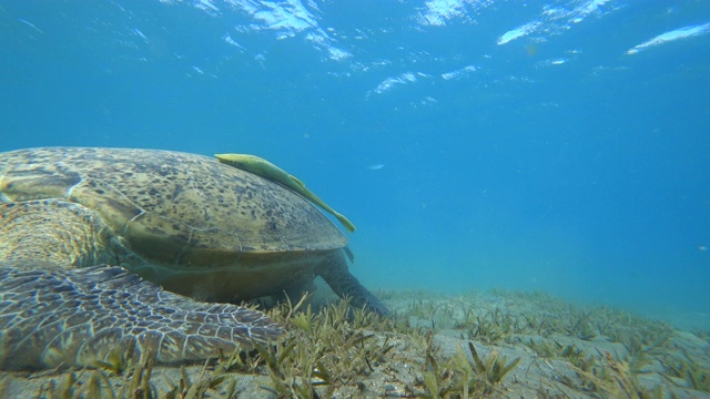 绿海龟(Chelonia mydas)在海底吃草。视频素材