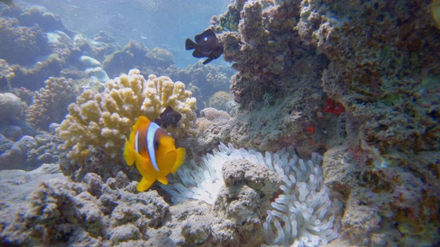 海葵和红海小丑鱼(Amphiprion bicinctus) -红海/马萨阿拉姆-埃及视频素材