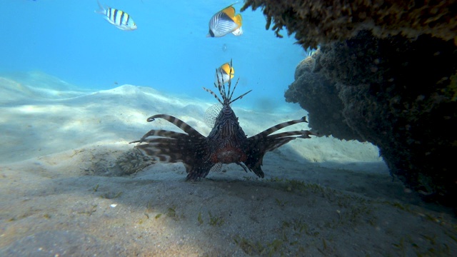 狮子鱼。Pterois迈尔斯,Devil firefish(Сommon lionfish)。视频素材