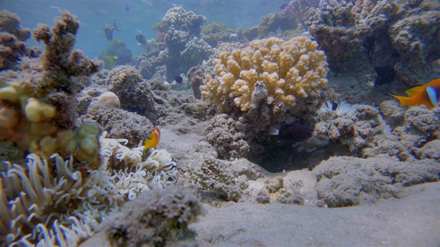 海葵和红海小丑鱼(Amphiprion bicinctus) -红海/马萨阿拉姆-埃及视频素材