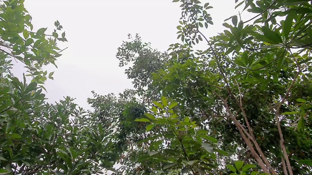 风和雨吹过树林。视频素材