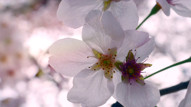 特写:樱花视频素材