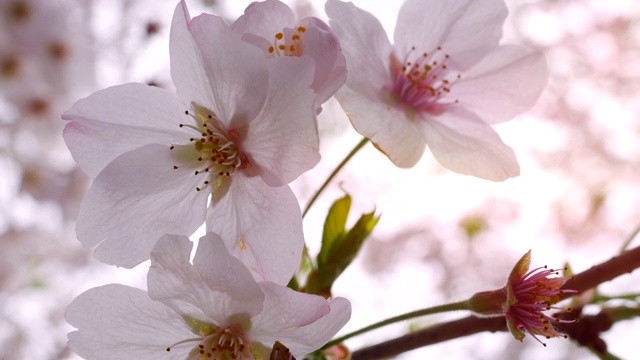 特写:樱花视频素材