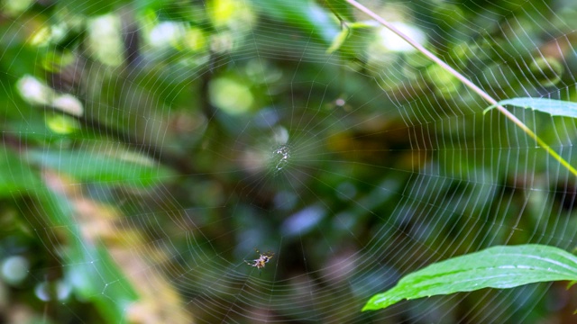 蜘蛛(霍塞尔特的刺蜘蛛)正在织网。(时间流逝)视频素材