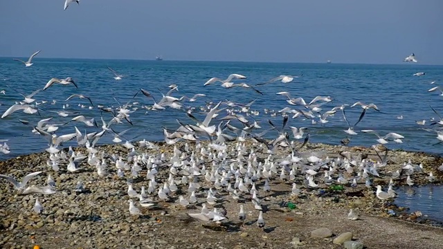 黑海上有很多海鸥。视频素材