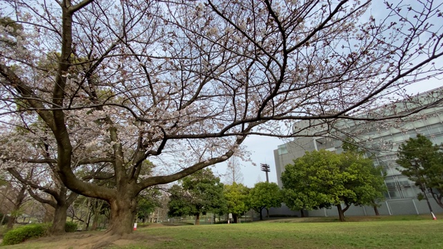 樱花开始绽放视频素材