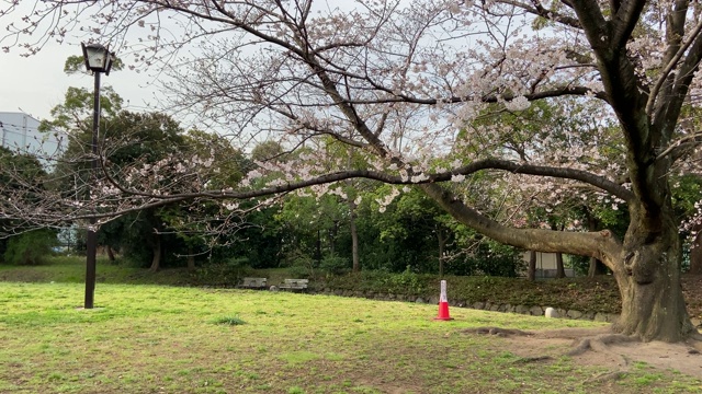 樱花开始绽放视频素材