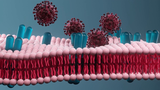 细胞膜和冠状病毒，医学概念，3d渲染。视频素材