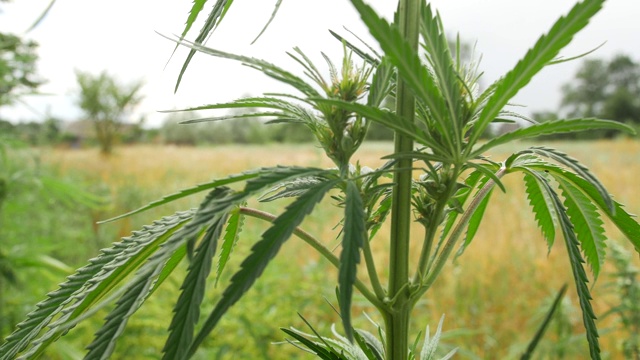 野生的绿大麻丛的幼大麻，在大自然的荒野角落里发芽视频素材