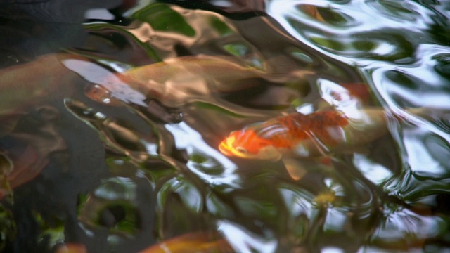 鲤鱼在池塘里游水。视频素材