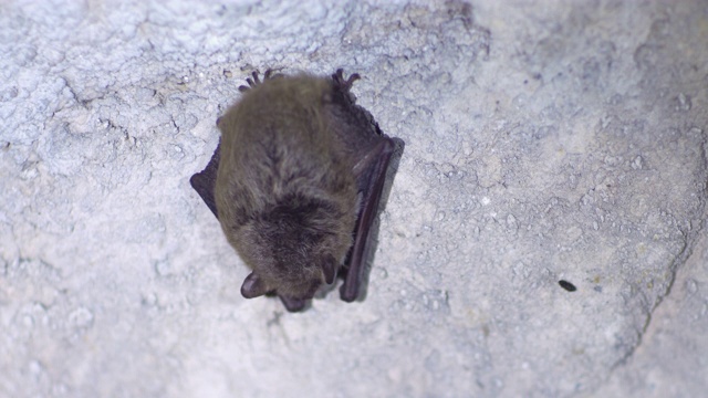 特写Natterer的蝙蝠Myotis nattereri在冬眠后慢慢地摇醒。视频素材