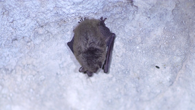 特写Natterer的蝙蝠Myotis nattereri在冬眠后慢慢苏醒。视频素材