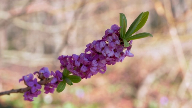 二月达芙妮视频素材