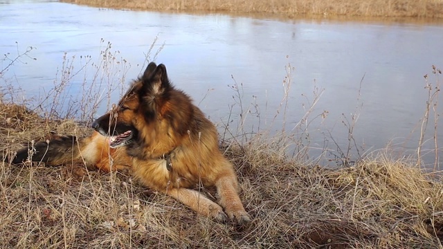 德国牧羊犬视频素材