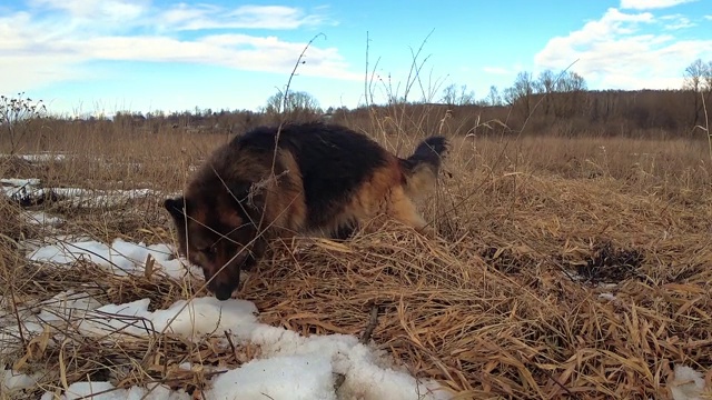 德国牧羊犬在草地上奔跑视频素材