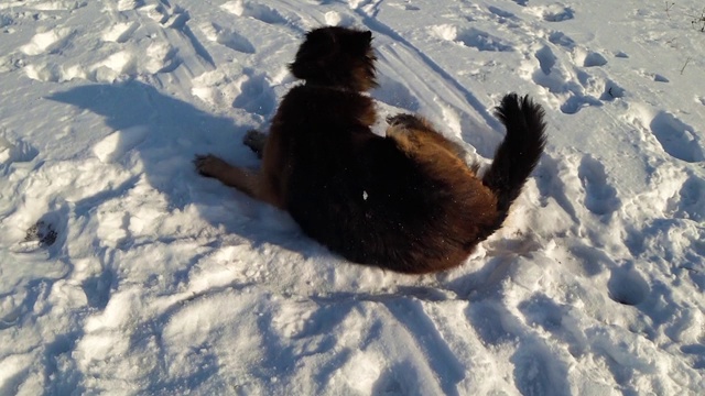 德国牧羊犬躺在雪地上视频素材