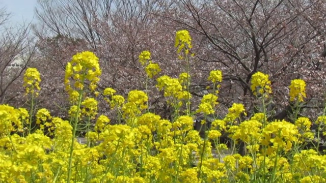 日本。3月。油菜田和公园里的樱花开始绽放。视频素材