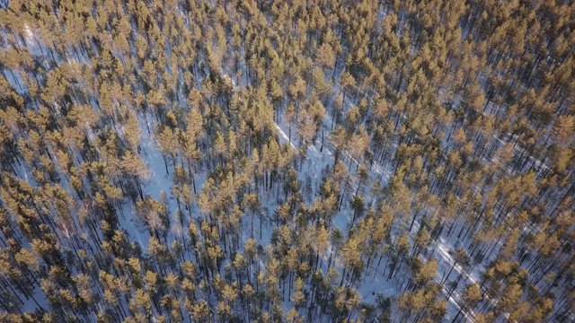 在冬季森林上空飞行。在俄罗斯冬季森林上空飞行，俯视图。视频素材