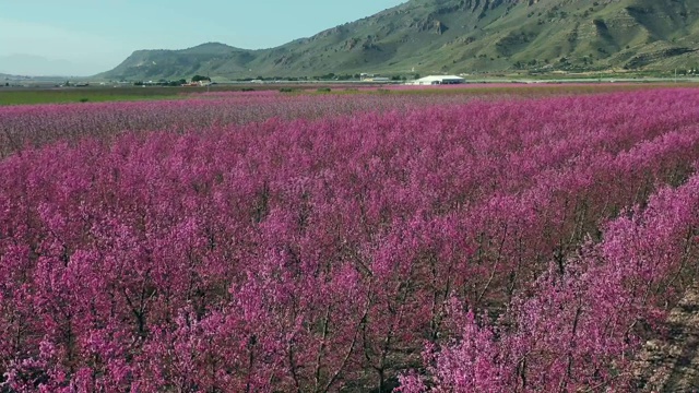 西班牙穆尔西亚地区朱米拉的桃花视频素材