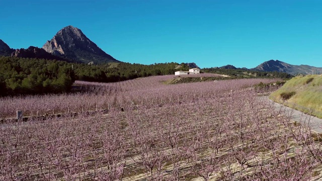 西班牙穆尔西亚地区Cieza La Torre的桃花视频素材