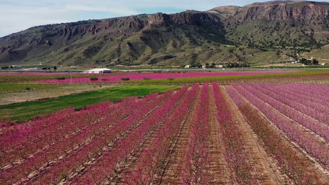 西班牙穆尔西亚地区朱米拉的桃花视频素材