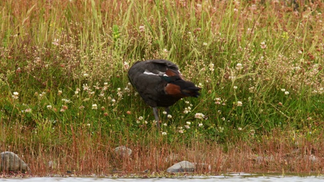 天堂Shelduck - Tadorna varigata - putangitangi特有的鸭子，雄性站在新西兰的草地上觅食。视频素材