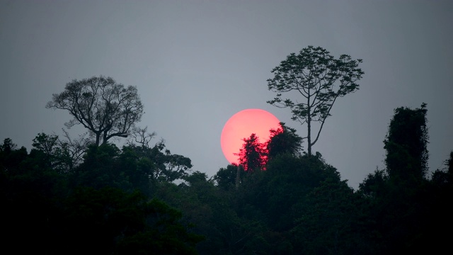 日落的场景时间流逝在被遗忘，自然背景与树的剪影视频素材