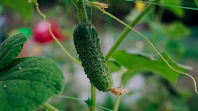 新鲜黄瓜在花园里开花生长视频素材