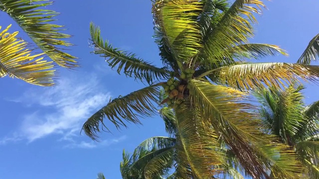 蔚蓝晴朗的天空中棕榈树的热带景色视频素材