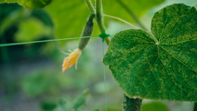 新鲜的黄瓜在花园里开花生长视频素材