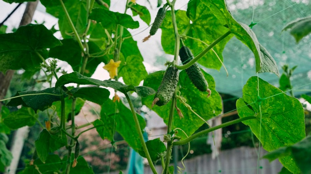 黄瓜在花园里开花生长视频素材