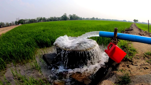 在绿色的稻田里用宽角水管抽水。视频素材