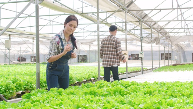 快乐的年轻亚洲夫妇农民收获绿色橡树从水培蔬菜农场在温室花园早上。视频素材