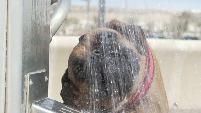 拳师犬喝水，慢动作视频素材