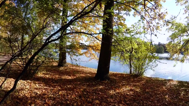 秋天的森林。湖。秋天的风景。4 k。视频素材