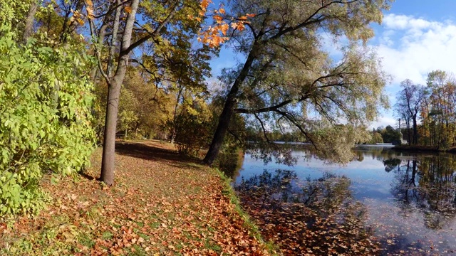 秋天的森林。湖。秋天的风景。4 k。视频素材