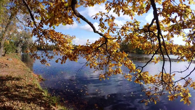 秋天的森林。湖。秋天的风景。4 k。视频素材